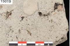 Foto (Detailansicht) von Tilia platyphyllos Scopoli (NHMW-GEO-2024-0188-15019)